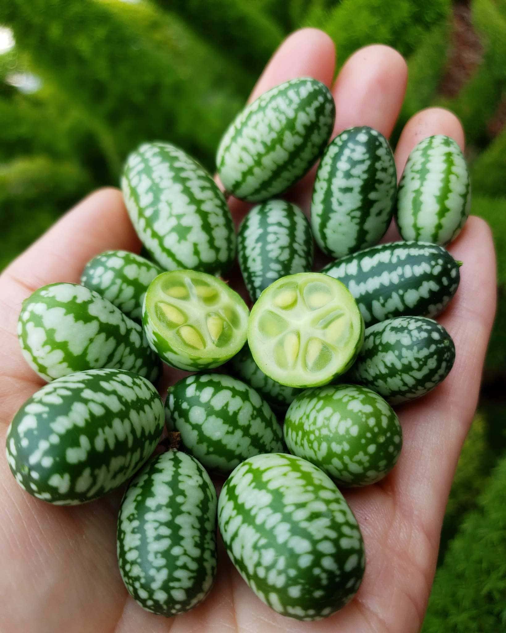 Cucamelon Fruit Seeds - Image 5