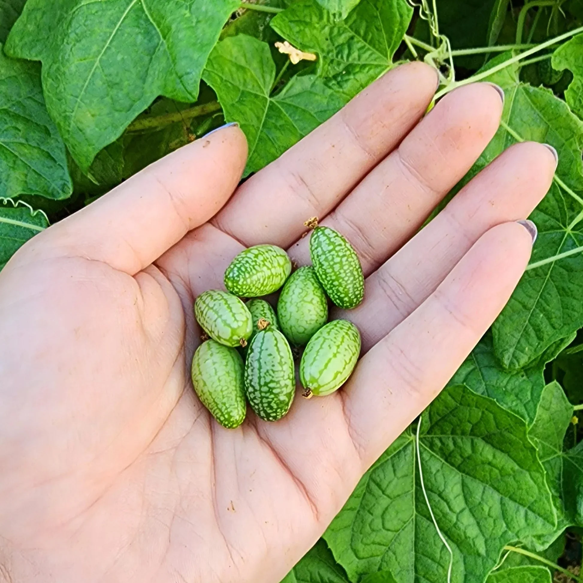 Cucamelon Seeds for a Fun and Flavorful Addition to Your Garden, Elevate Your Gardening Experience with These Tiny, Crunchy Delights!
