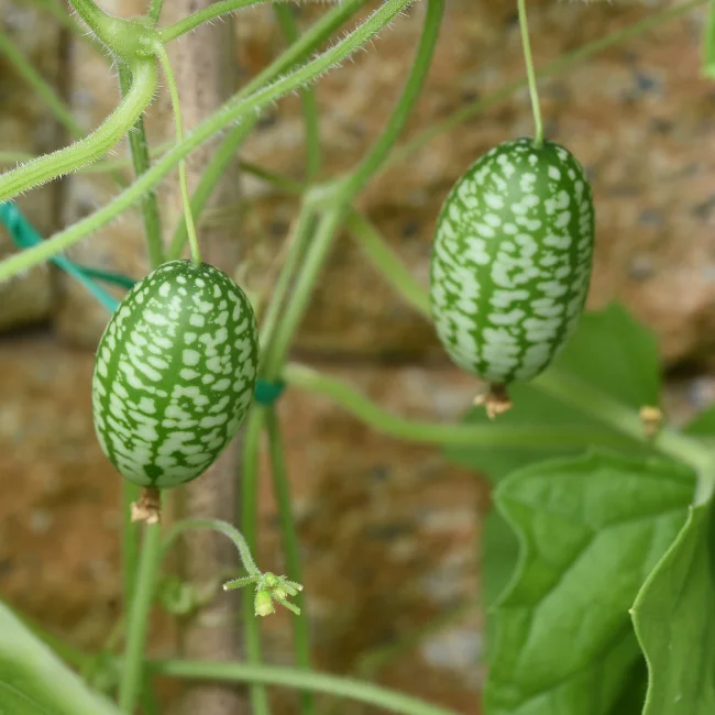 Cucamelon Seeds for Easy Planting - Grow Refreshing, Unique Fruits in Your Garden - Image 4