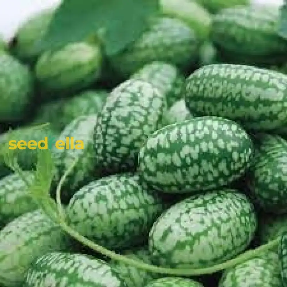 Cucamelon Seeds for Easy Planting - Grow Refreshing, Unique Fruits in Your Garden - Image 5