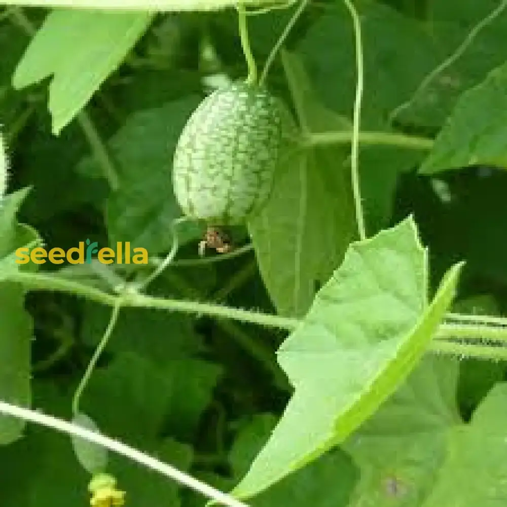 Cucamelon Seeds for Easy Planting - Grow Refreshing, Unique Fruits in Your Garden - Image 6