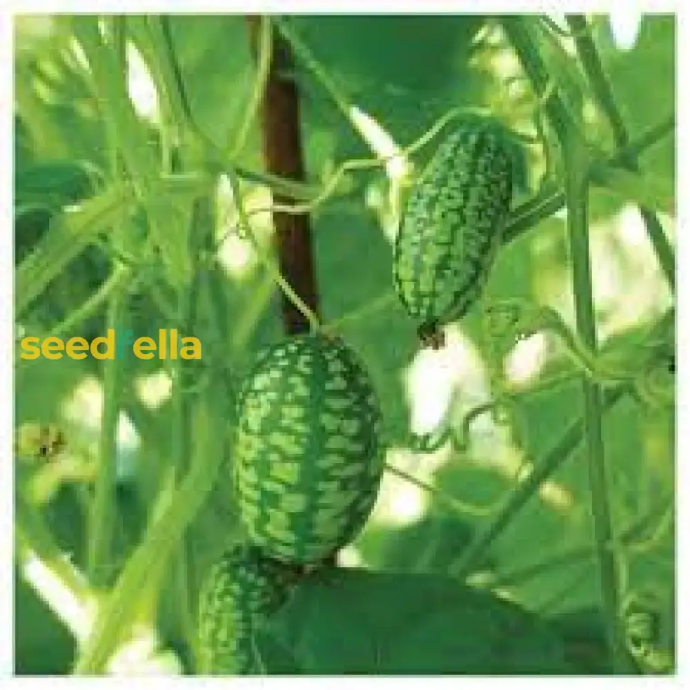 Cucamelon Seeds for Easy Planting - Grow Refreshing, Unique Fruits in Your Garden - Image 8