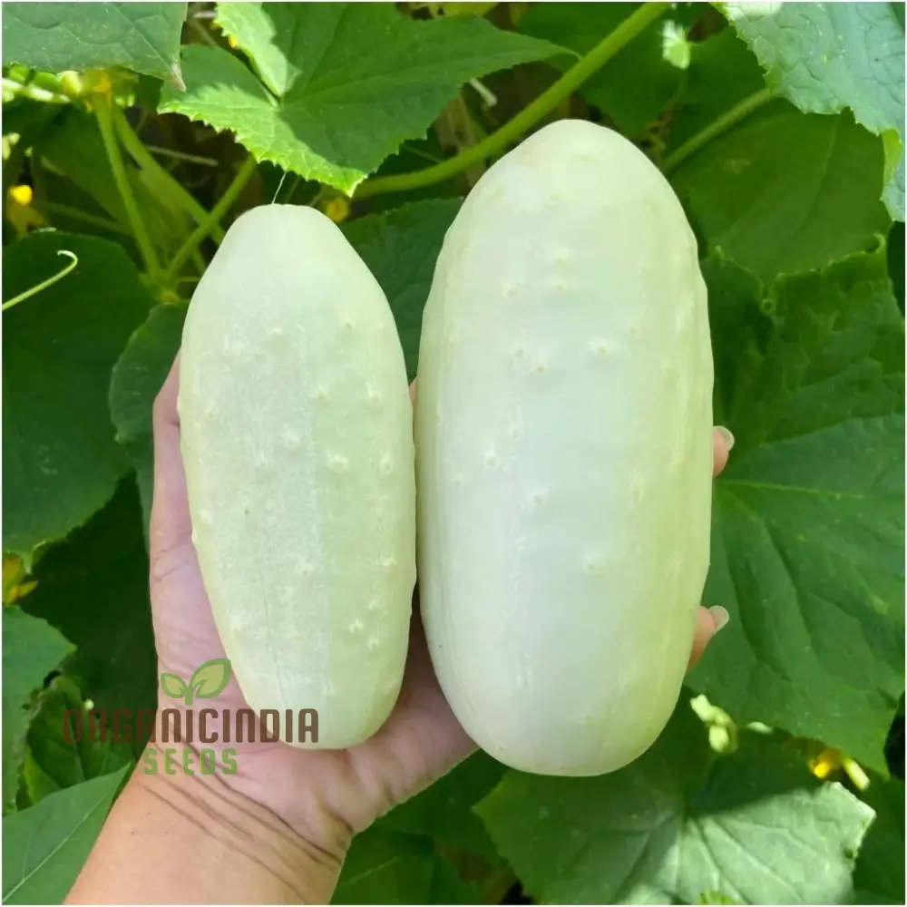 Cucumber Bush Seeds for Patio Vegetable Planting (100 pcs)