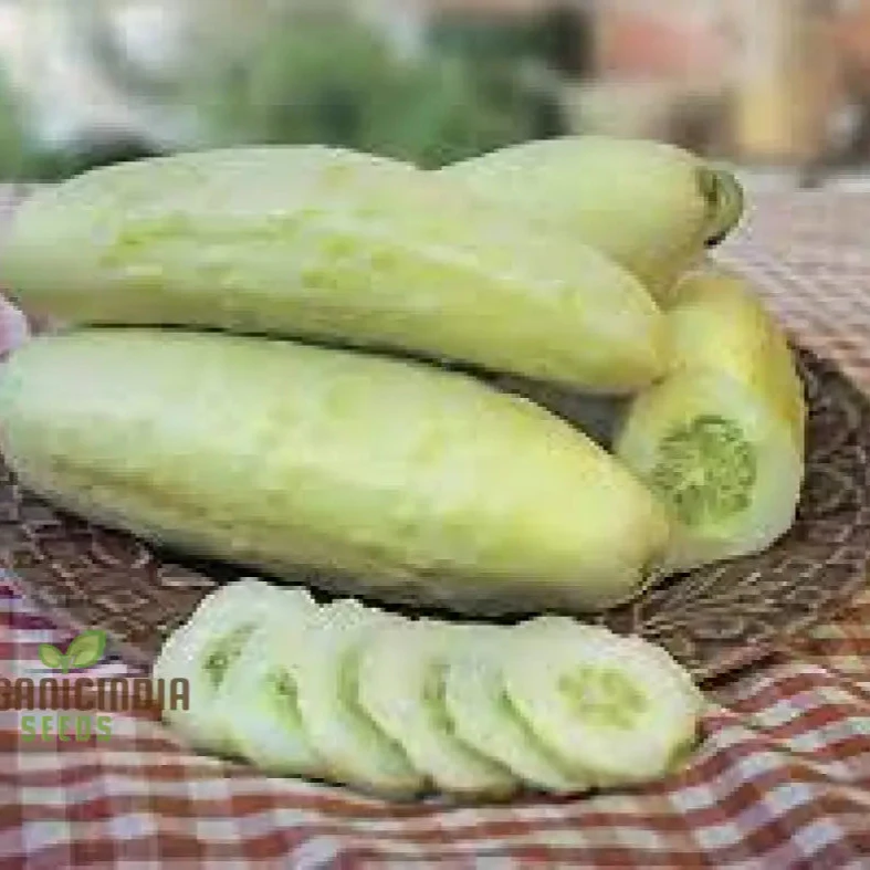 Cucumber Bush Seeds for Patio Vegetable Planting (100 pcs) - Image 3