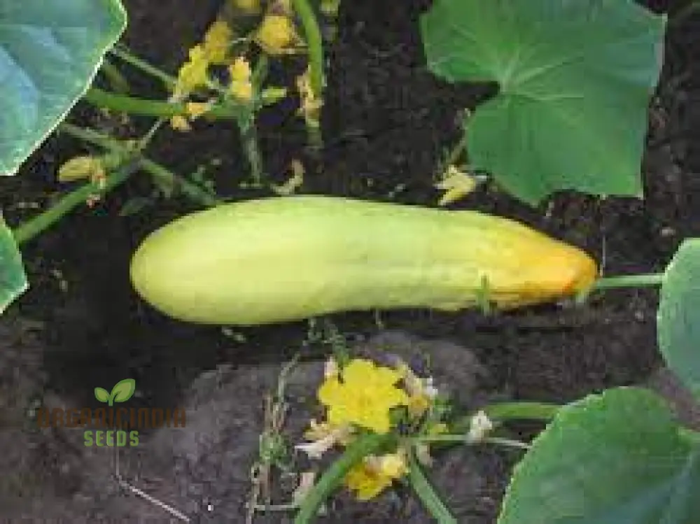 Cucumber Bush Seeds for Patio Vegetable Planting (100 pcs) - Image 4