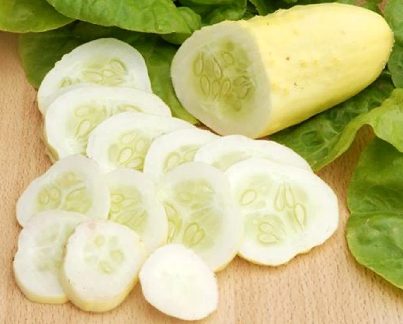 Cucumber Bush Seeds for Patio Vegetable Planting (100 pcs) - Image 5