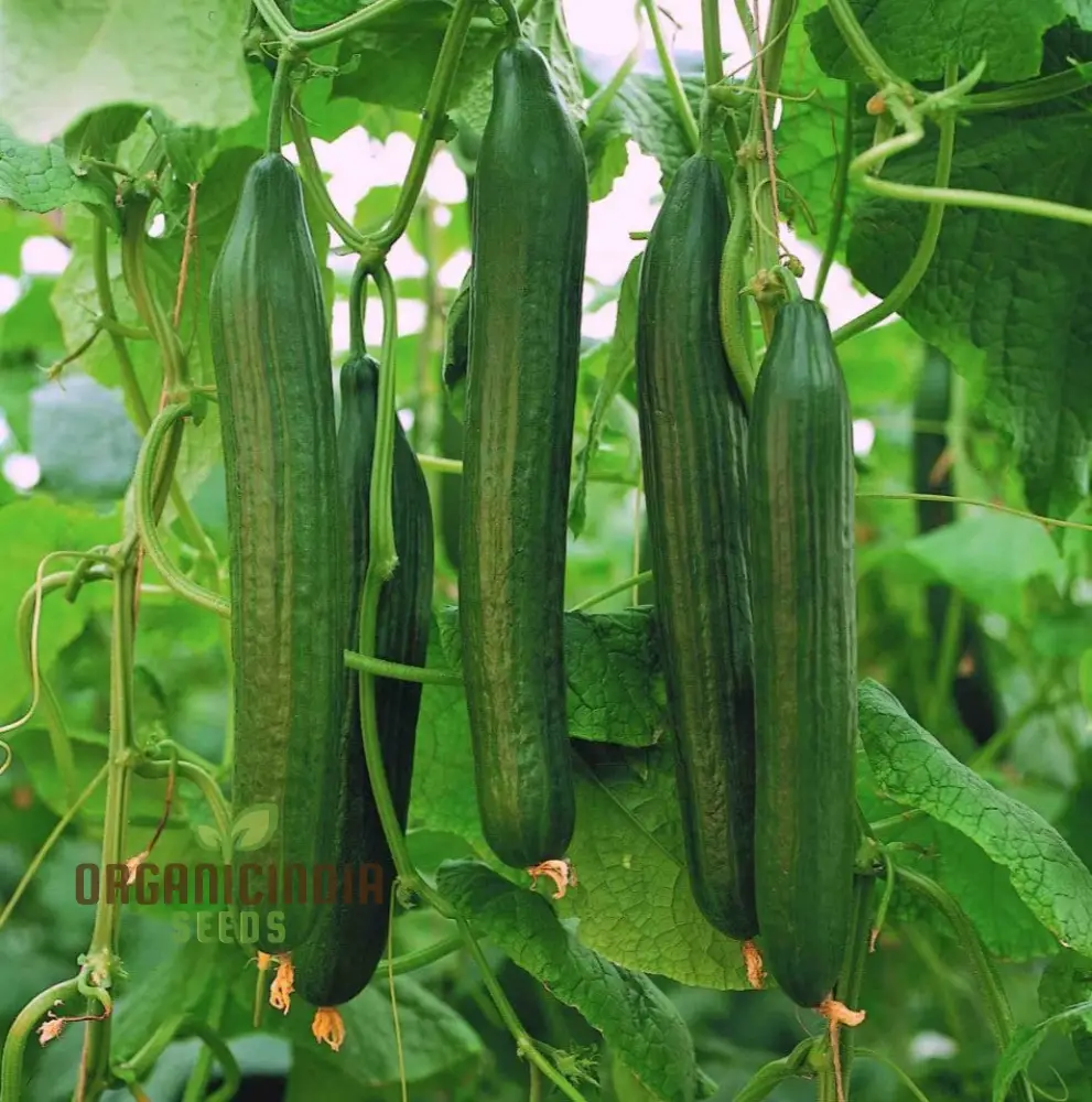Cucumber Carmen F1 Hybrid Vegetable Seeds for Planting, Premium Quality Cucumbers Seeds for Your Home Garden - Image 3