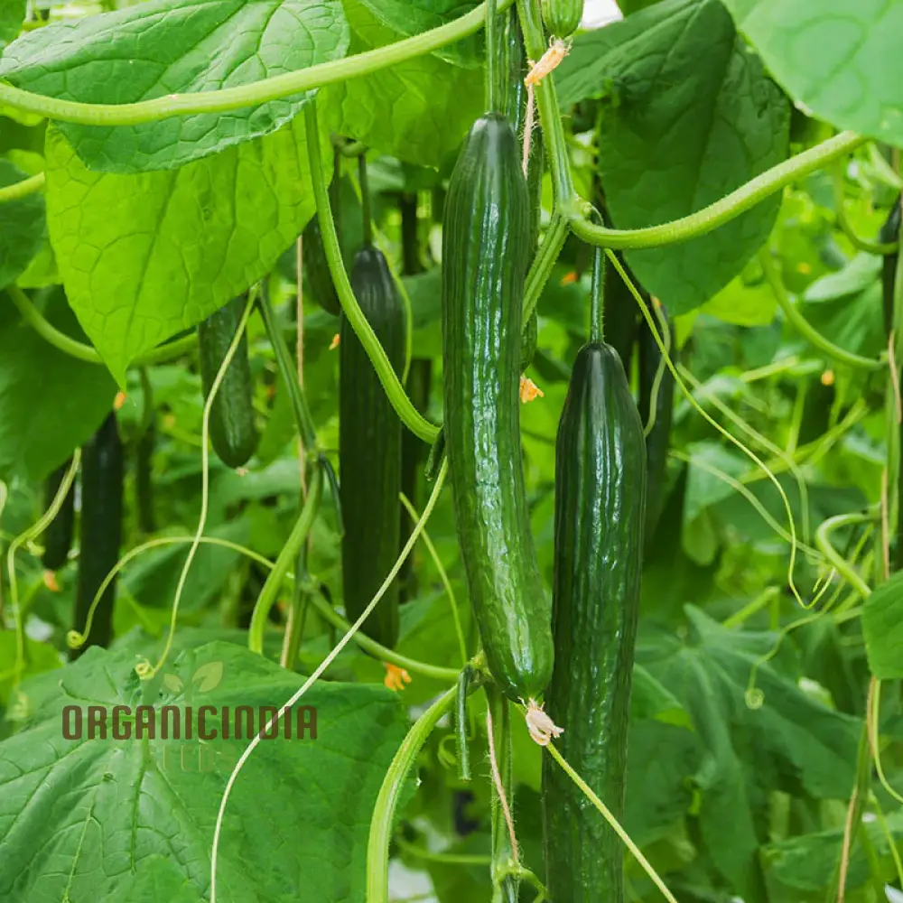 Cucumber Carmen F1 Hybrid Vegetable Seeds for Planting, Premium Quality Cucumbers Seeds for Your Home Garden - Image 4