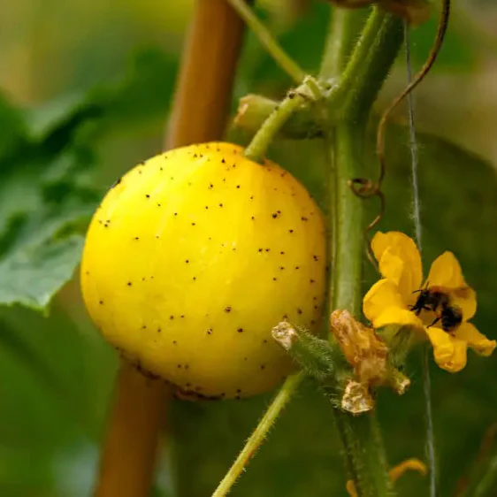 Cucumber - Crystal (Lemon) Seeds | 100 Pcs | Perfect for Vibrant Harvests & Delicious Summer Salads