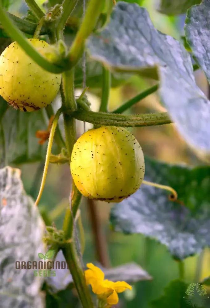 Cucumber - Crystal (Lemon) Seeds | 100 Pcs | Perfect for Vibrant Harvests & Delicious Summer Salads - Image 4