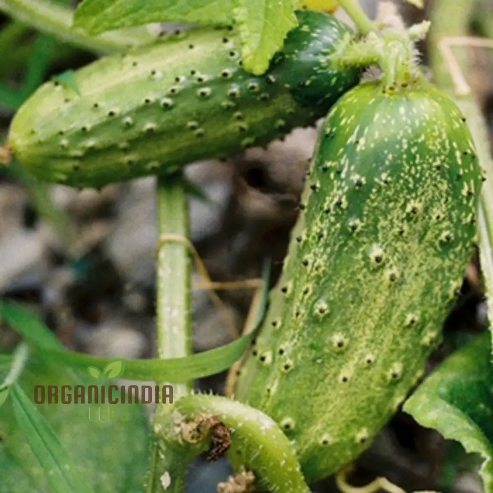 Cucumber Gherkin National Seeds for Planting, Premium Quality Vegetable Seeds for Home Gardeners