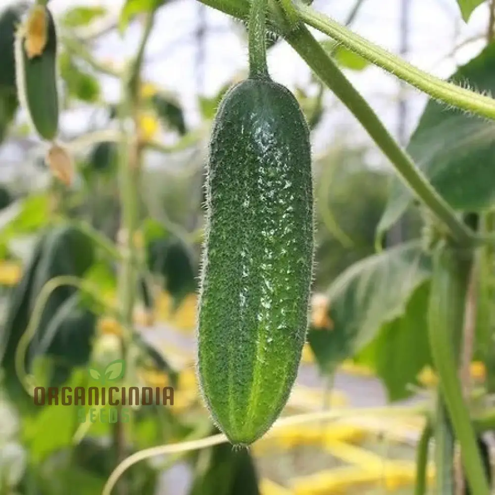 Cucumber Gherkin National Seeds for Planting, Premium Quality Vegetable Seeds for Home Gardeners - Image 3