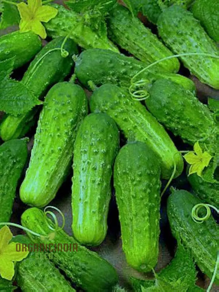Cucumber Gherkin National Seeds for Planting, Premium Quality Vegetable Seeds for Home Gardeners - Image 4