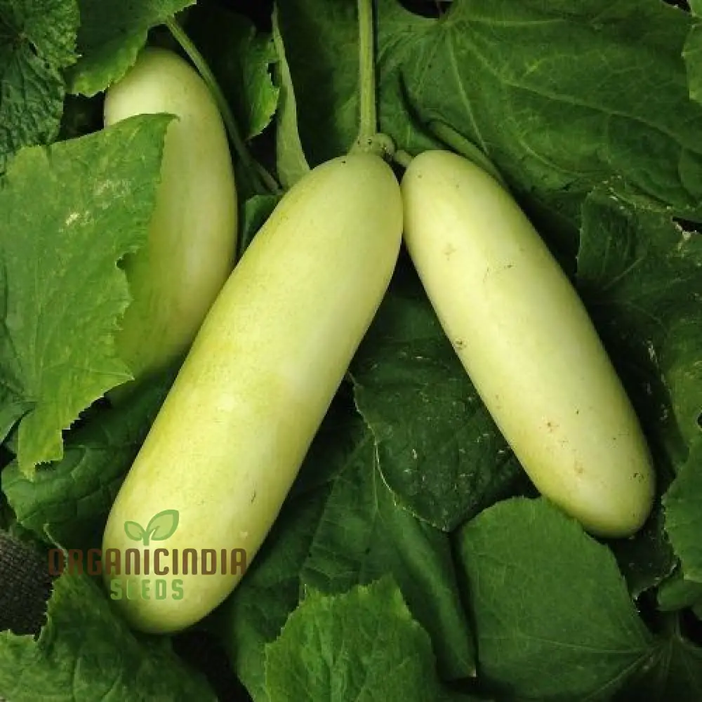 Cucumber Honey Plus Vegetable Seeds, Cultivate Sweet and Crisp Cucumbers with Expert Tips for a Bountiful Harvest
