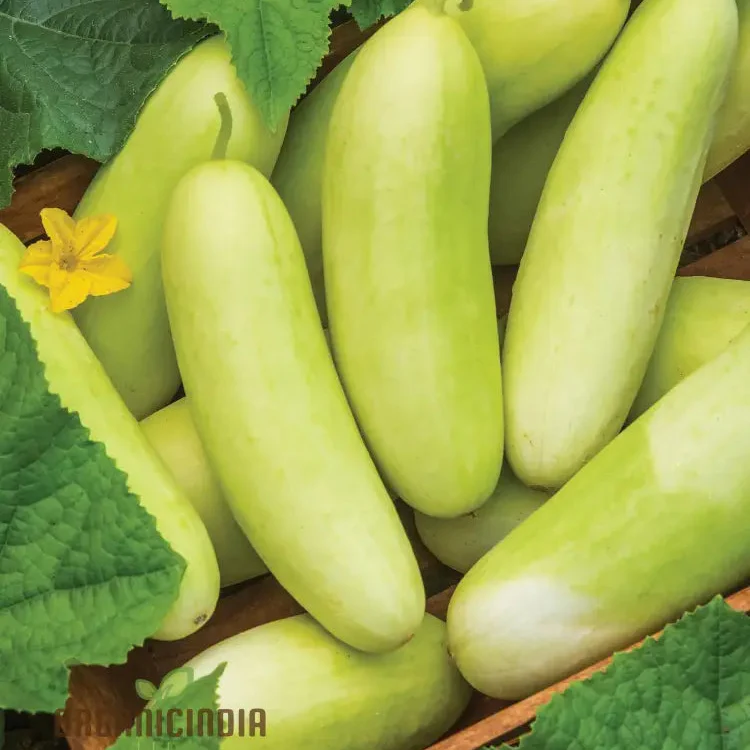Cucumber Honey Plus Vegetable Seeds, Cultivate Sweet and Crisp Cucumbers with Expert Tips for a Bountiful Harvest - Image 3