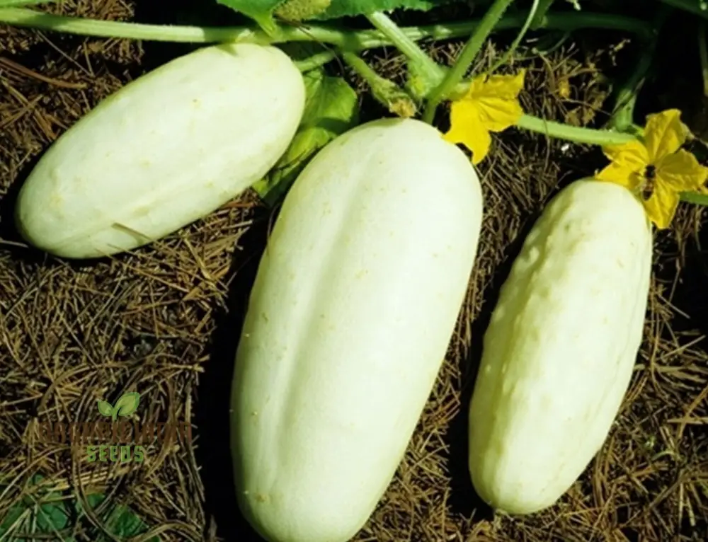 Cucumber Honey Plus Vegetable Seeds, Cultivate Sweet and Crisp Cucumbers with Expert Tips for a Bountiful Harvest - Image 4