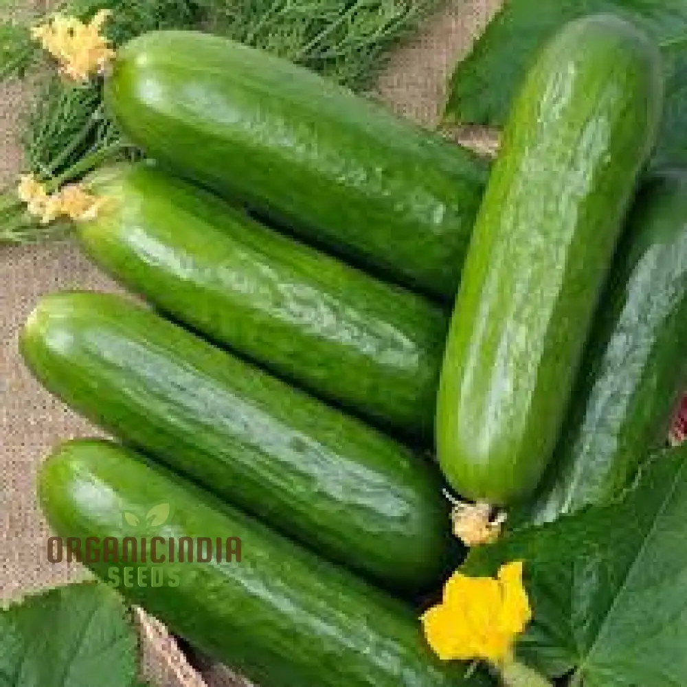 Cucumber La Diva Vegetable Seeds for Planting, Premium Cucumbers Seeds Perfect for Home Gardens Easy to Grow