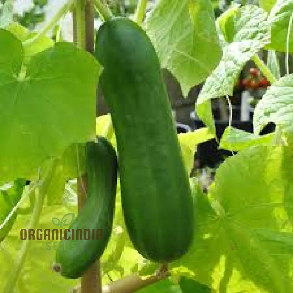 Cucumber La Diva Vegetable Seeds for Planting, Premium Cucumbers Seeds Perfect for Home Gardens Easy to Grow - Image 3
