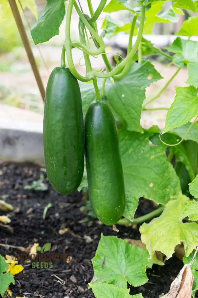 Cucumber La Diva Vegetable Seeds for Planting, Premium Cucumbers Seeds Perfect for Home Gardens Easy to Grow - Image 4