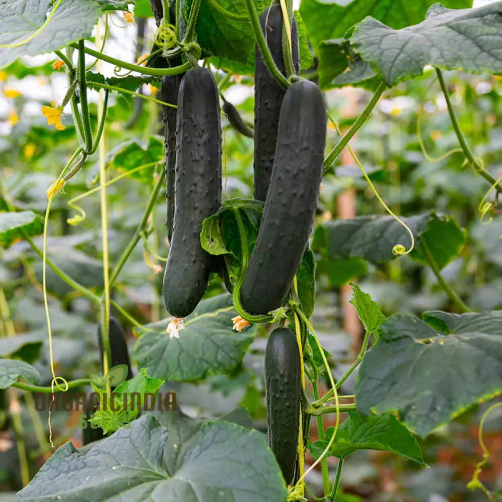 Cucumber Marketmore Seeds for Gardening Enthusiasts | Premium Quality Seeds