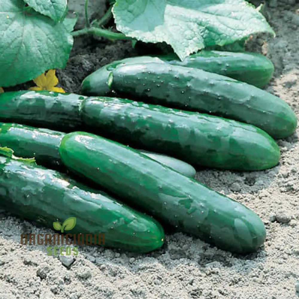 Cucumber Marketmore Seeds for Gardening Enthusiasts | Premium Quality Seeds - Image 3