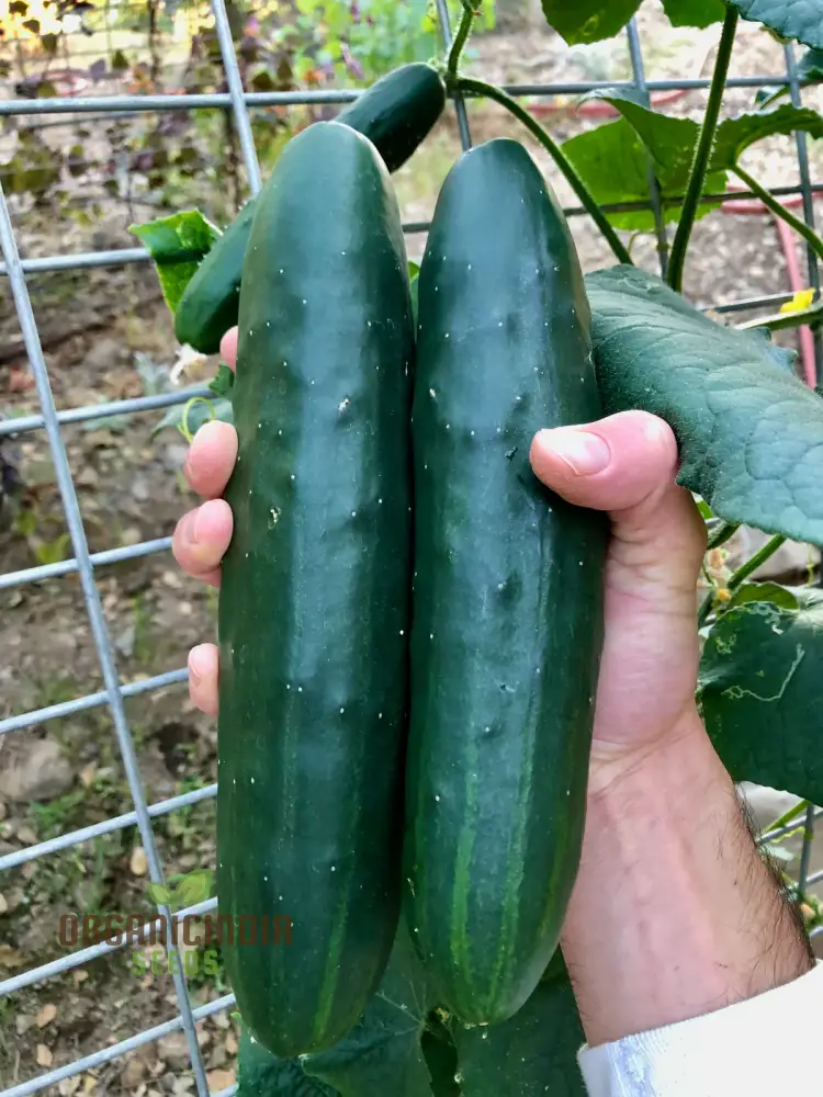 Cucumber Marketmore Seeds for Gardening Enthusiasts | Premium Quality Seeds - Image 4