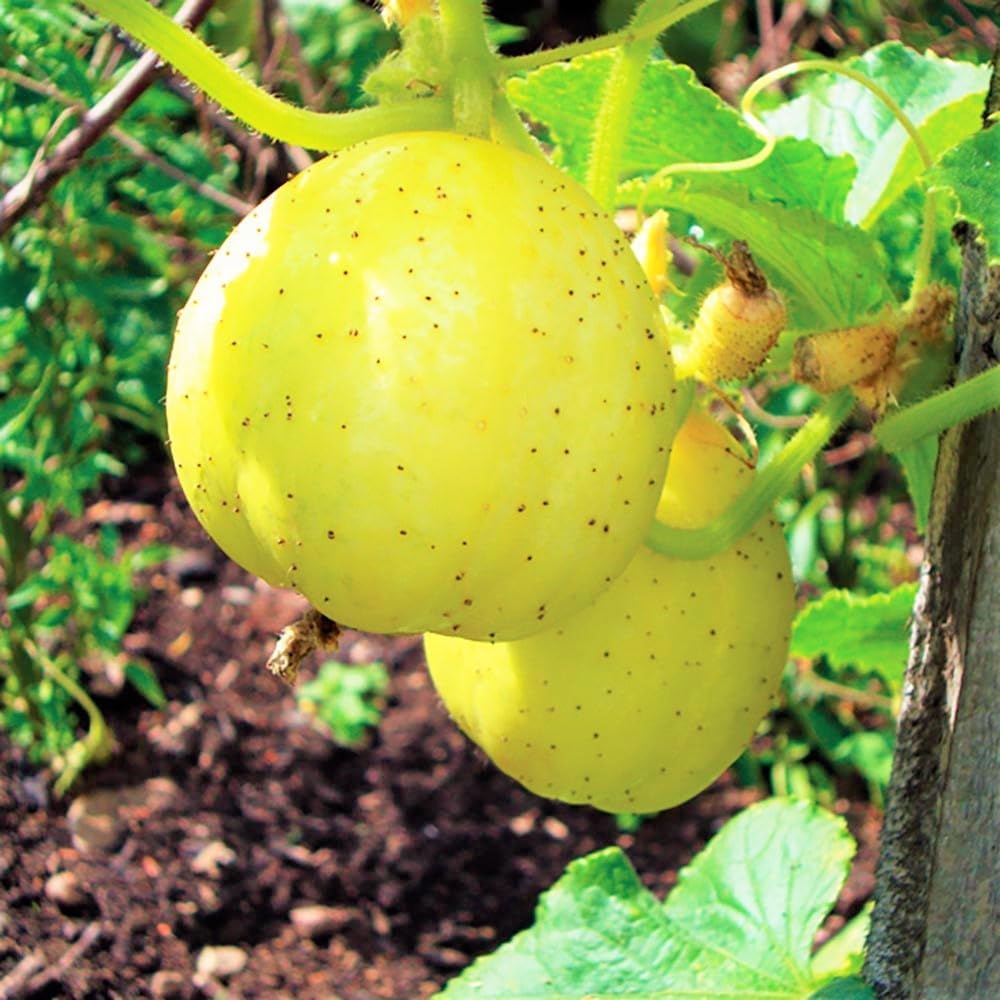 Cucumber (Outdoor) Crystal Apple Vegetable Seeds For Planting, Crisp and Refreshing Cucumber Seeds for Outdoor Gardens