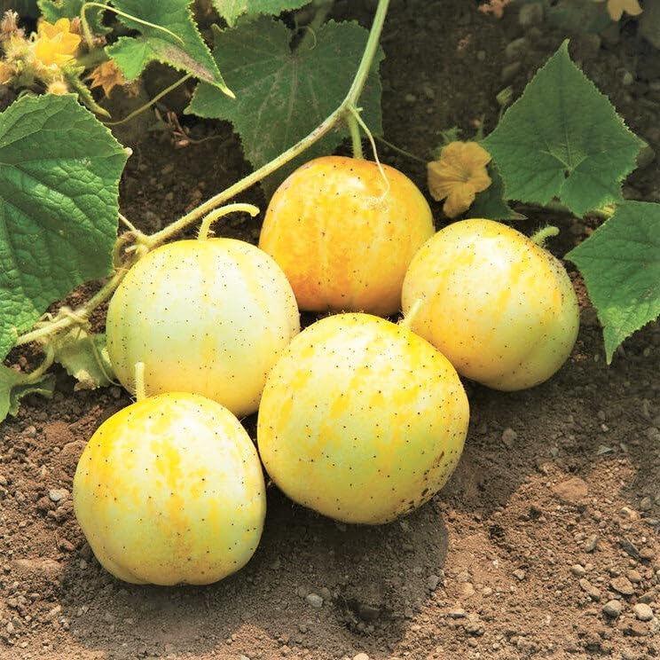 Cucumber (Outdoor) Crystal Apple Vegetable Seeds For Planting, Crisp and Refreshing Cucumber Seeds for Outdoor Gardens - Image 3