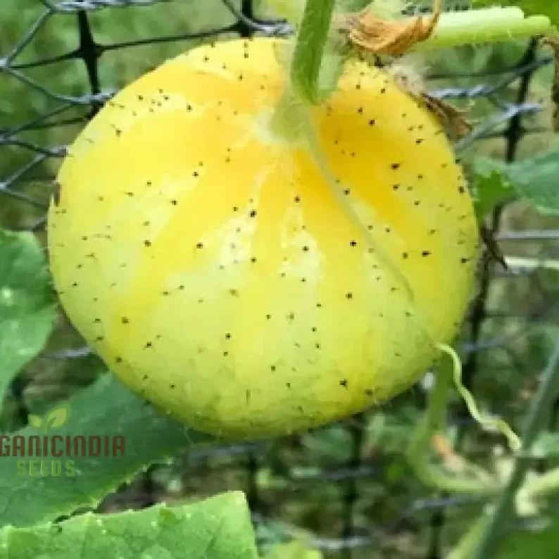 Cucumber (Outdoor) Crystal Apple Vegetable Seeds For Planting, Crisp and Refreshing Cucumber Seeds for Outdoor Gardens - Image 4