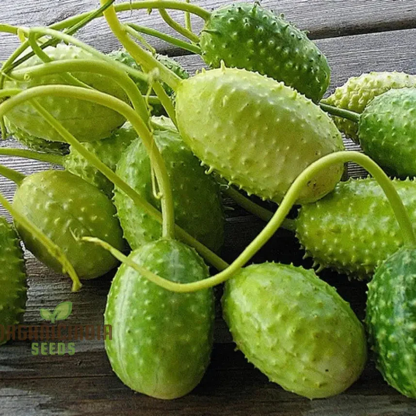 Cucumber - West Indian Gherkin Seeds for Planting & Gardening - Premium Quality Seeds