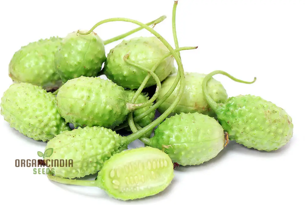 Cucumber - West Indian Gherkin Seeds for Planting & Gardening - Premium Quality Seeds - Image 4