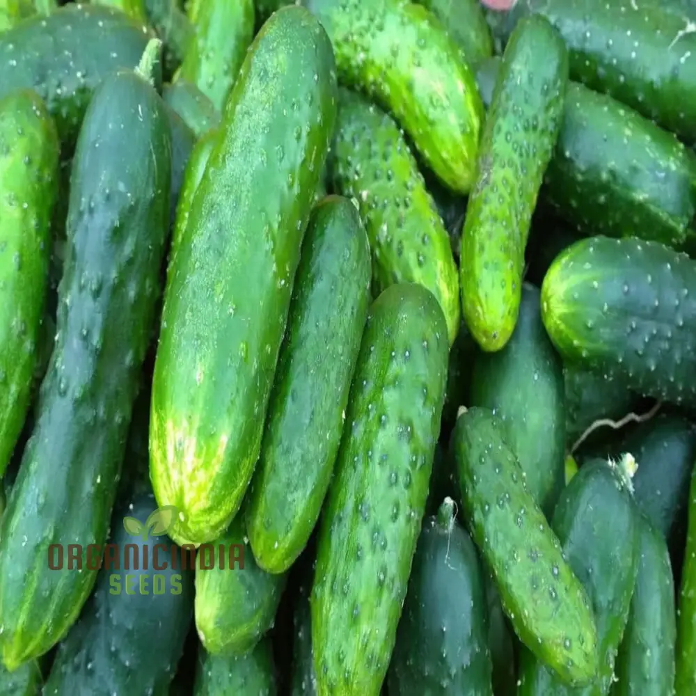 Cucumbers with Gherkin Vegetable Seeds, Expert Planting and Gardening Tips for a Bountiful Harvest