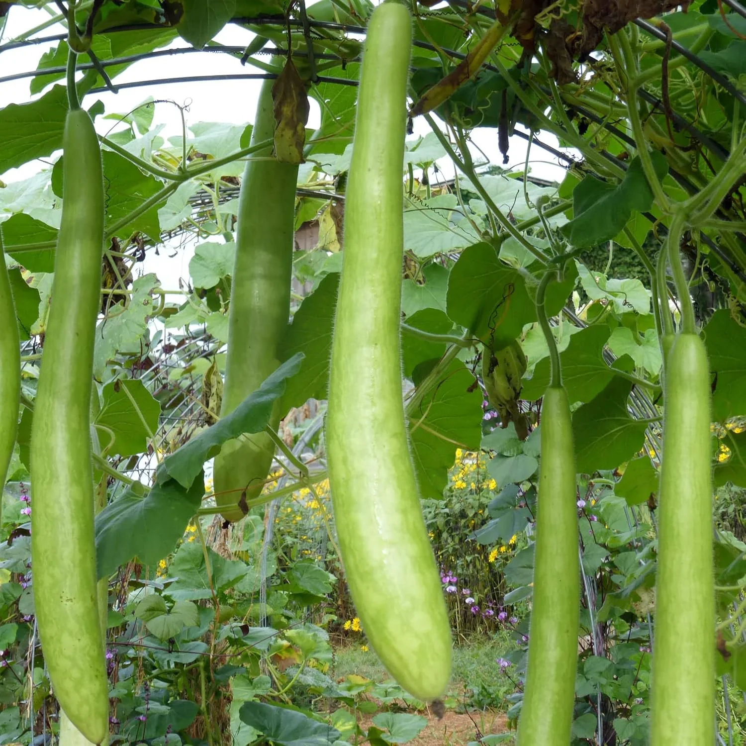 Cucuzzi Gourd Seeds, Italian Edible Gourd, Annual, Self Pollinating Vegetable Garden Seeds