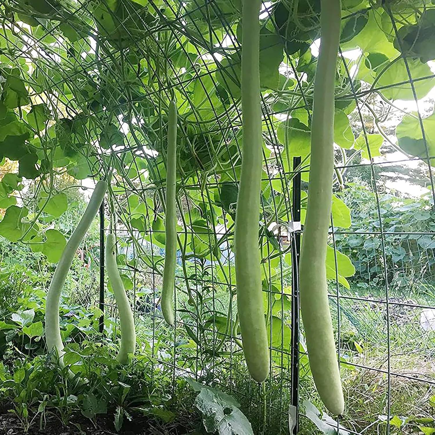 Cucuzzi Gourd Seeds, Italian Edible Gourd, Annual, Self Pollinating Vegetable Garden Seeds - Image 3
