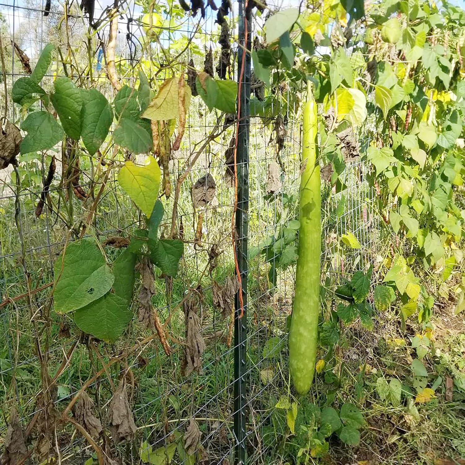 Cucuzzi Gourd Seeds, Italian Edible Gourd, Annual, Self Pollinating Vegetable Garden Seeds - Image 4