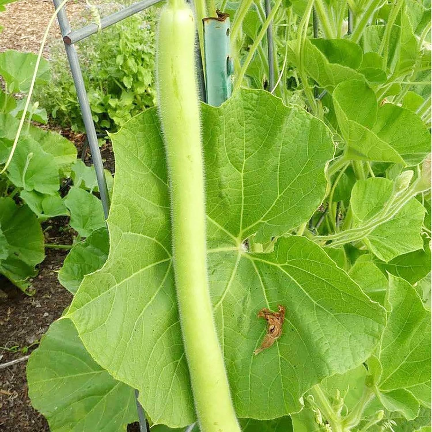 Cucuzzi Gourd Seeds, Italian Edible Gourd, Annual, Self Pollinating Vegetable Garden Seeds - Image 5