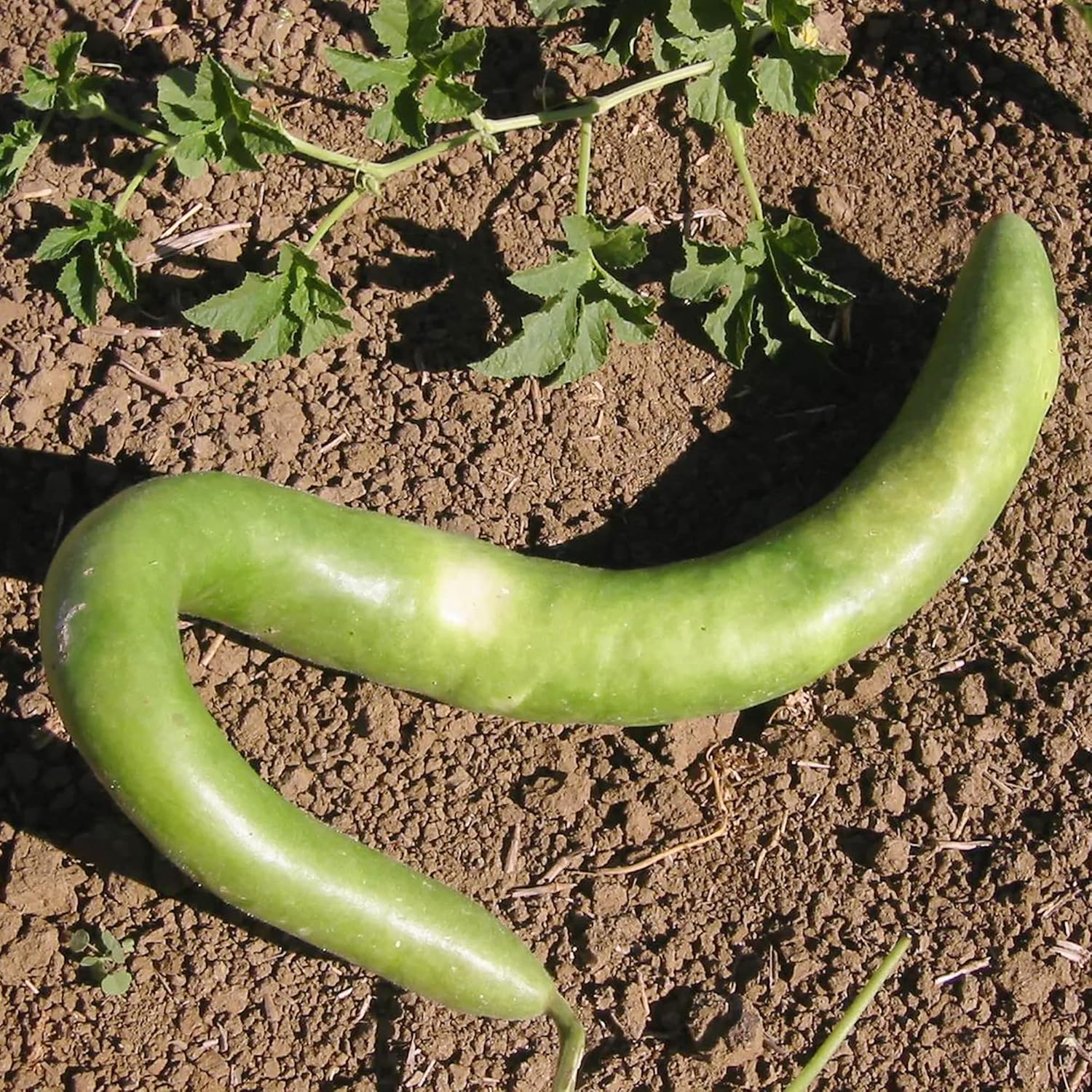 Cucuzzi Gourd Seeds, Italian Edible Gourd, Annual, Self Pollinating Vegetable Garden Seeds - Image 6