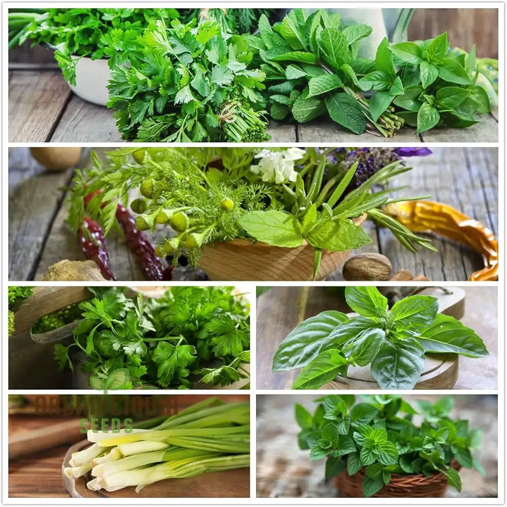 Culinary Seeds – Premium Quality Herb & Vegetable Seeds for Home & Garden Enthusiasts