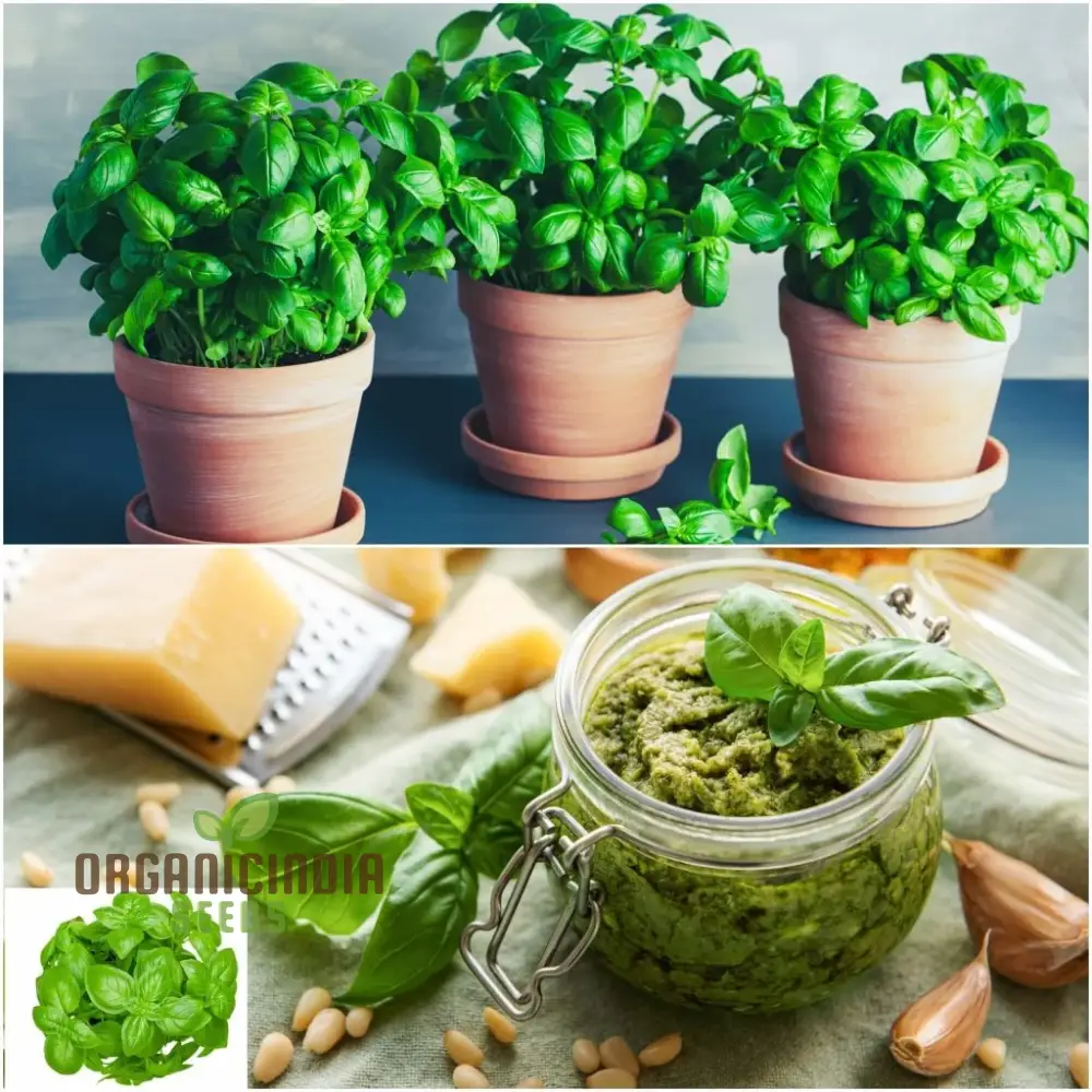 Culinary Seeds – Premium Quality Herb & Vegetable Seeds for Home & Garden Enthusiasts - Image 3
