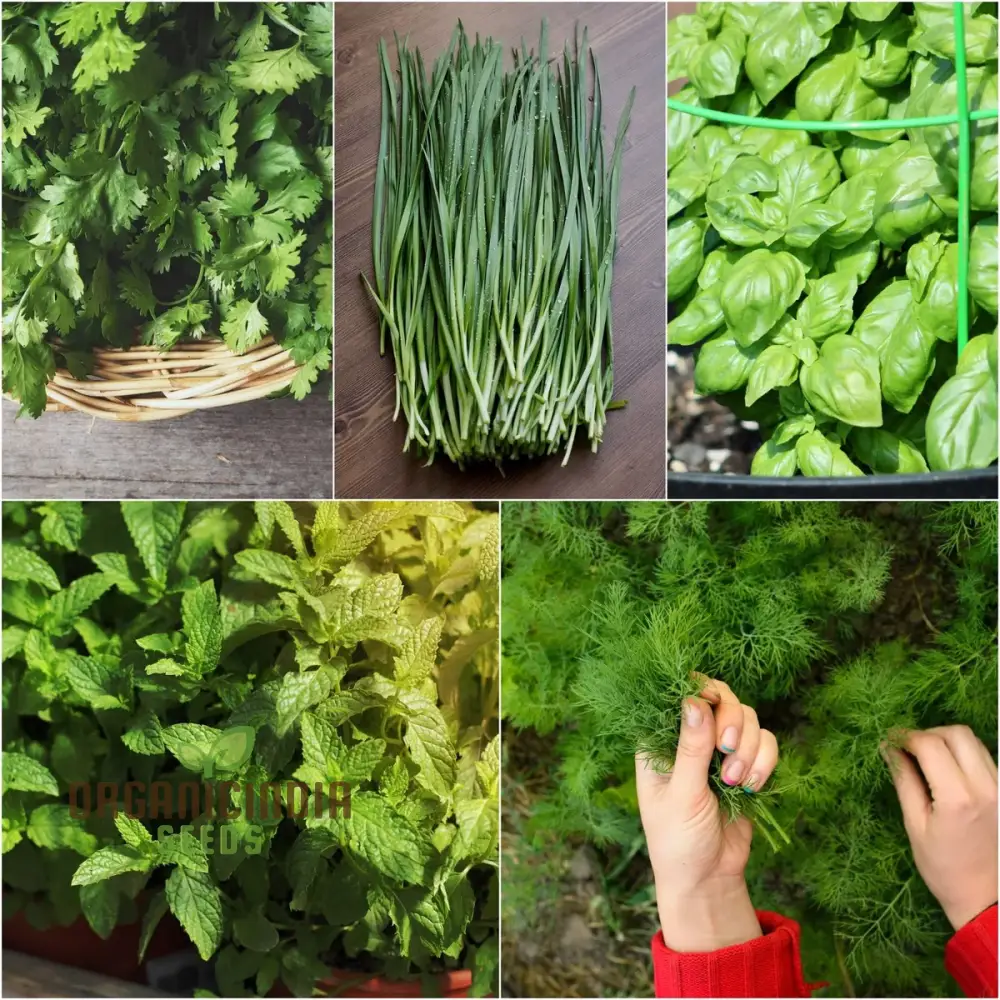 Culinary Seeds – Premium Quality Herb & Vegetable Seeds for Home & Garden Enthusiasts - Image 4
