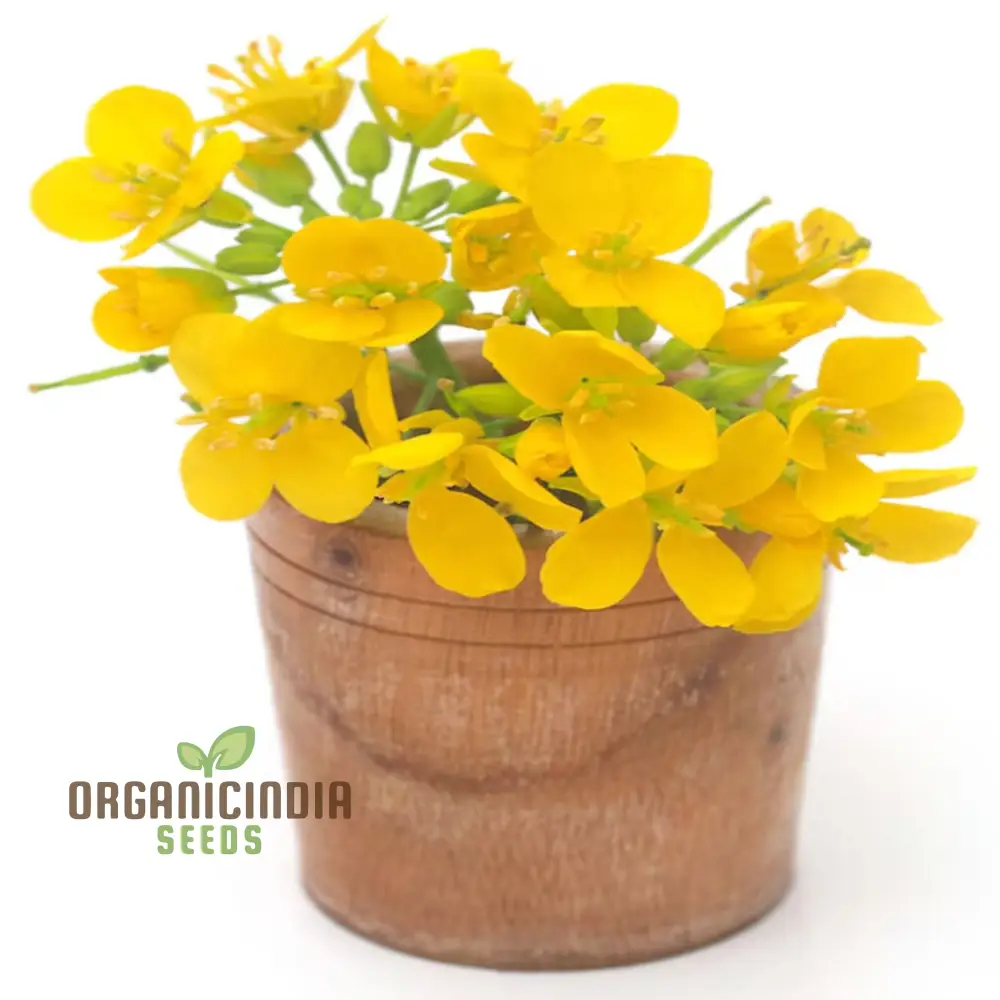 Canola Flower Seeds – Bright Yellow Blooms for Home Gardens and Landscaping - Image 4