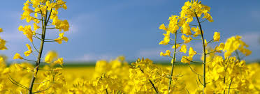 Canola Flower Seeds – Bright Yellow Blooms for Home Gardens and Landscaping - Image 6