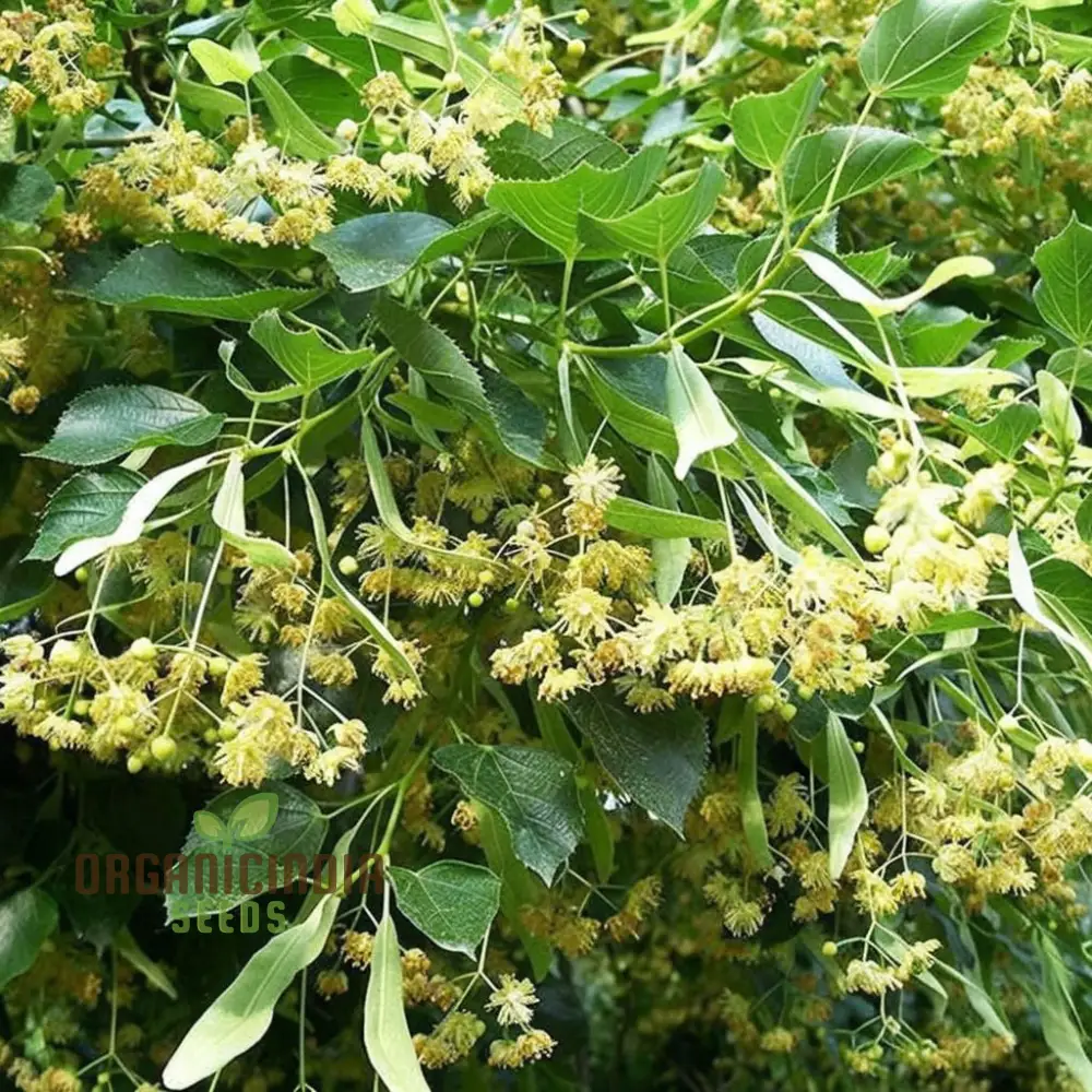 Cultivate Majestic Shade, American Linden Tree Seeds (Tilia Americana) for Your Garden