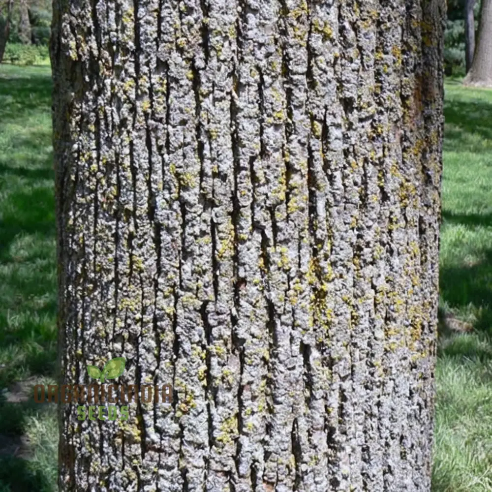 Cultivate Majestic Shade, American Linden Tree Seeds (Tilia Americana) for Your Garden - Image 2