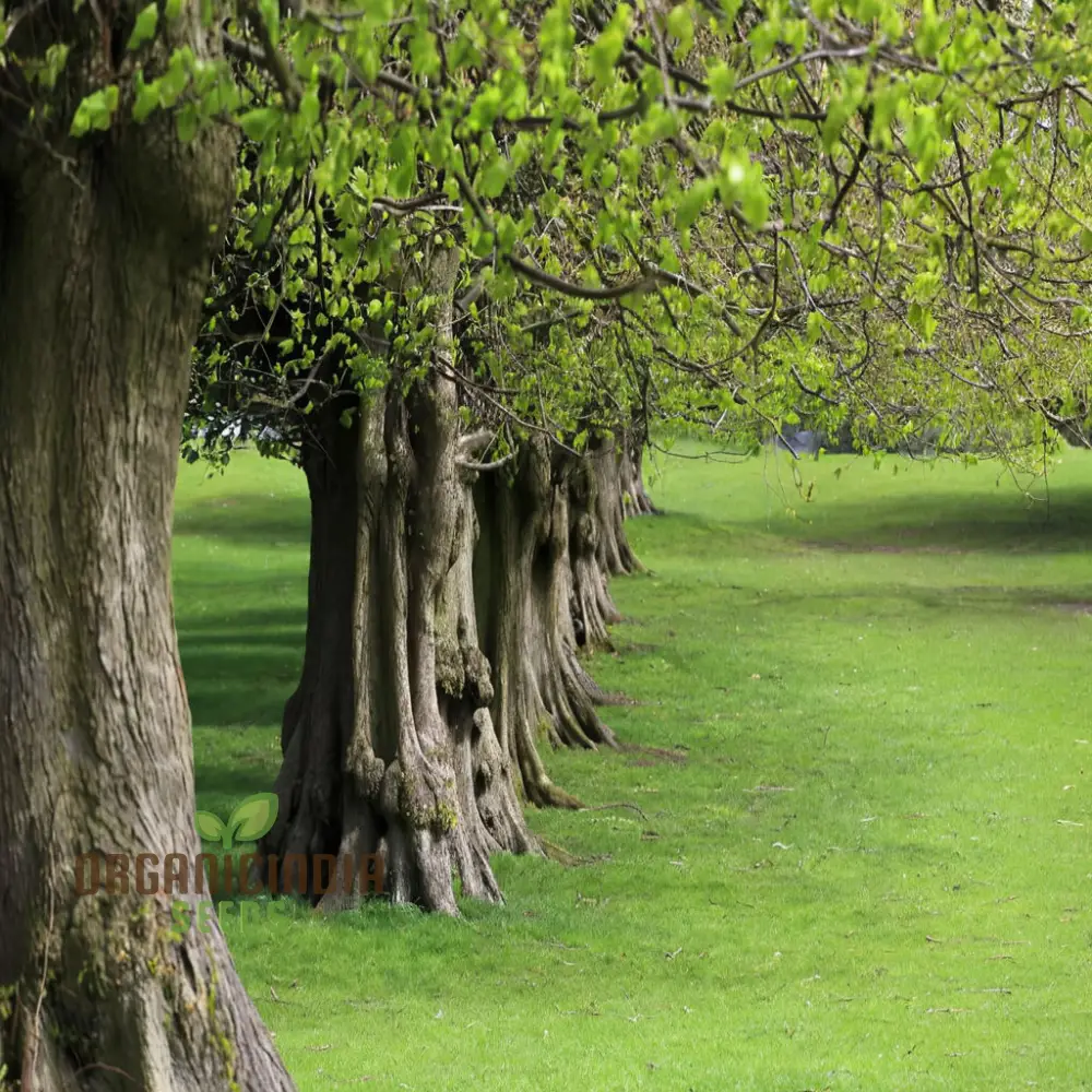 Cultivate Majestic Shade, American Linden Tree Seeds (Tilia Americana) for Your Garden - Image 3