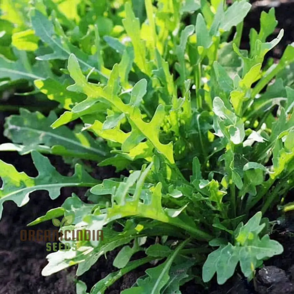Rocket or Arugula Seeds for Planting,Simplify Your Gardening Experience with Precision Planting