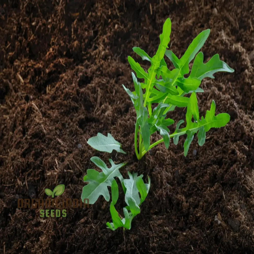 Rocket or Arugula Seeds for Planting,Simplify Your Gardening Experience with Precision Planting - Image 3