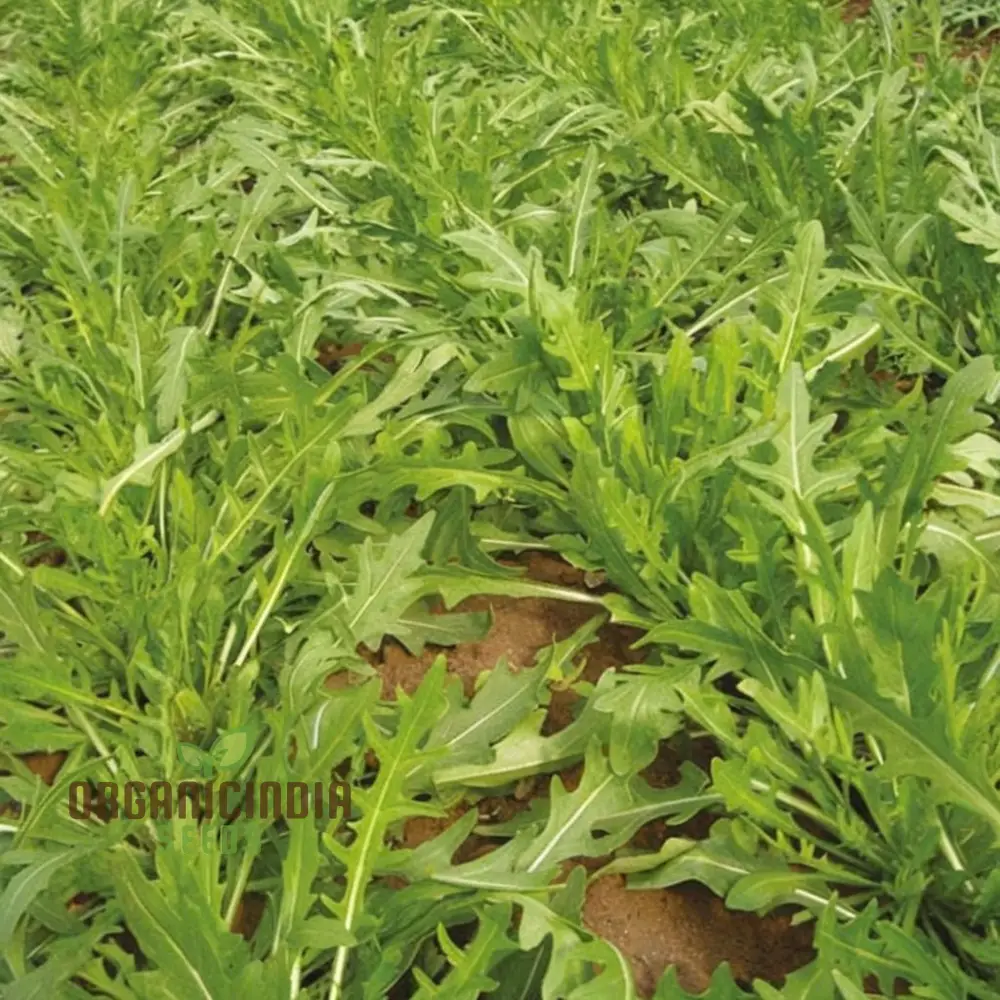 Rocket or Arugula Seeds for Planting,Simplify Your Gardening Experience with Precision Planting - Image 4