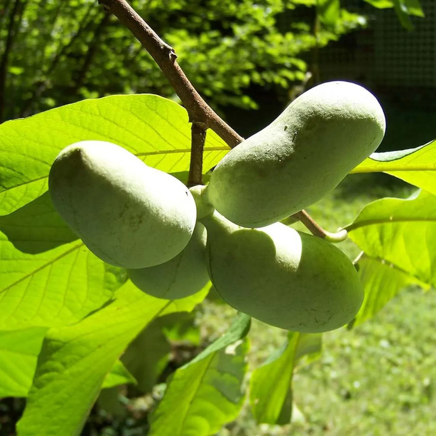 Cultivated/Improved Pawpaw (Asimina triloba) – Seeds