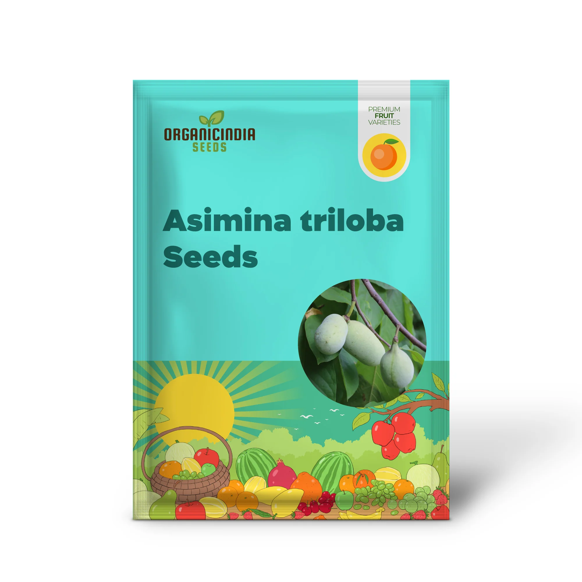 Cultivated/Improved Pawpaw (Asimina triloba) – Seeds - Image 2